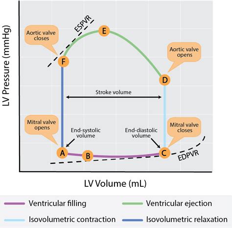 lv pv loop|pv loop during exercise.